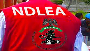 NDLEA arrests 48 drug traffickers in Edo and seizes over 541kg of drugs