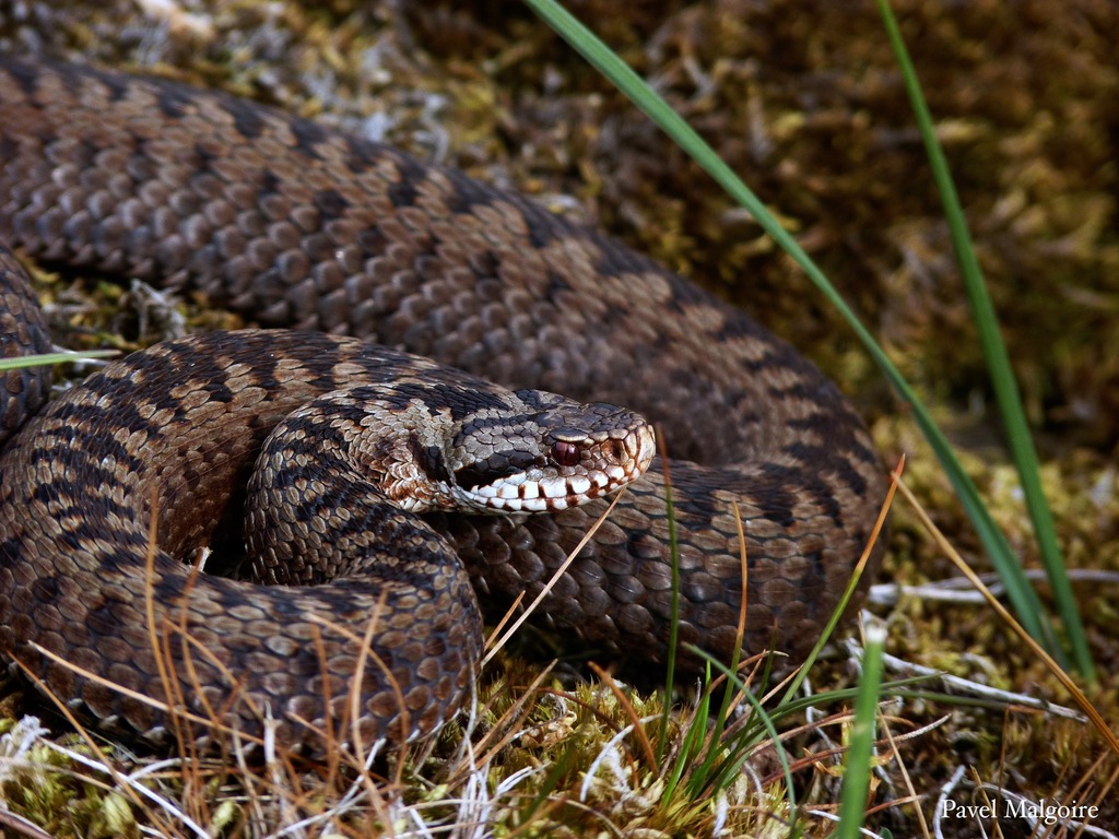ABU researchers share tips on preventing and treating snakebites