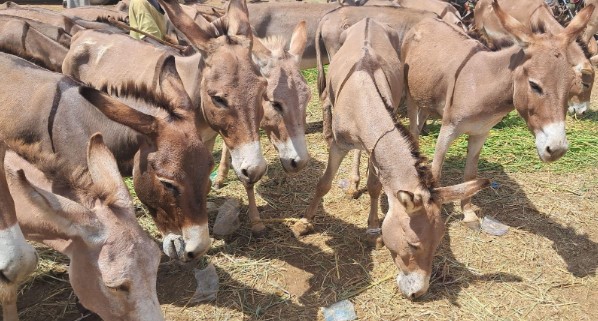 NESREA finds donkey slaughterhouses in Adamawa