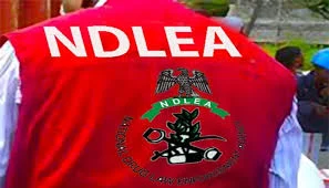 NDLEA destroys 662 drug spots, arrests 1,107 in Kaduna