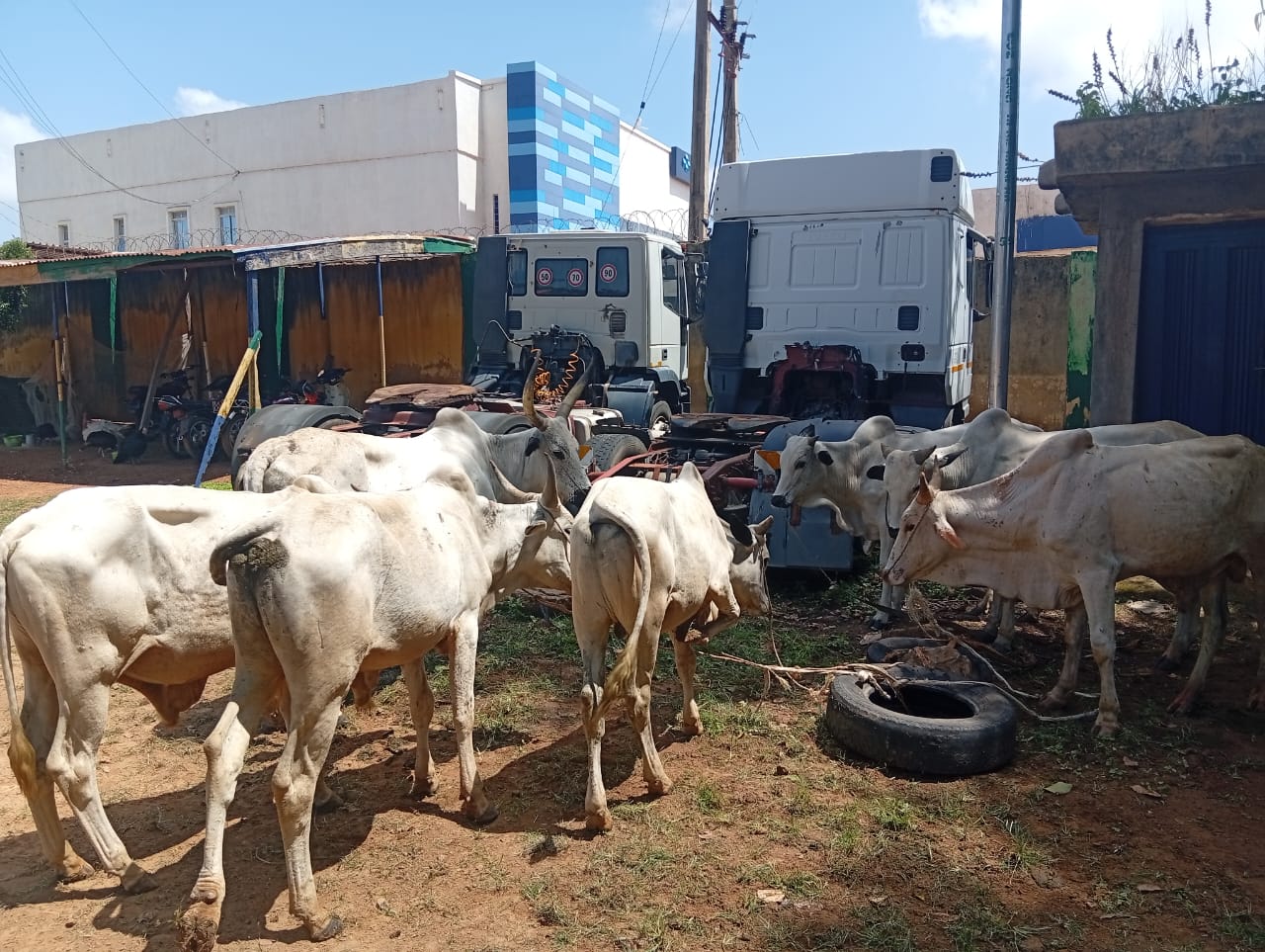 Police save kidnapped woman and recover stolen cattle in Katsina