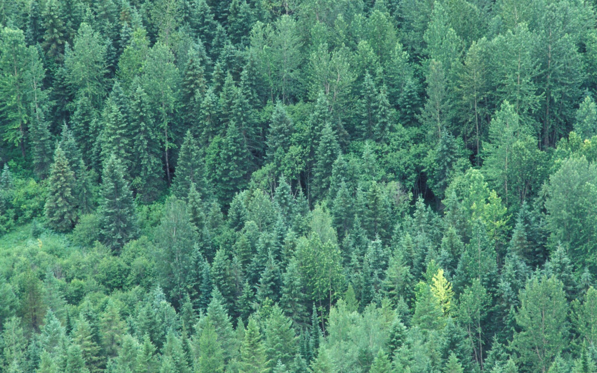 New Fellowship to Boost Forest and Climate Journalism in Nigeria