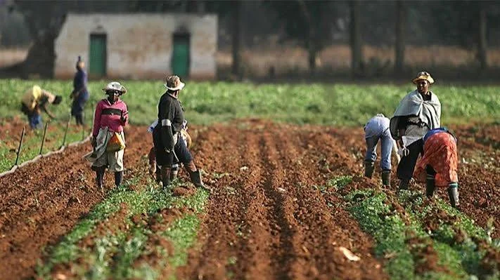 Attack on Zamfara Farmers Leaves 23 Dead