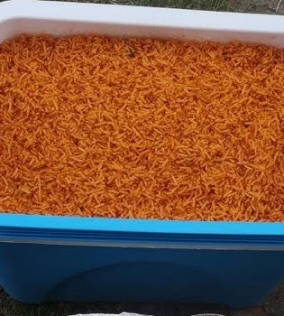 Drama Over Wedding Food Sparks Online Debate Between Bride and Mother-in-Law