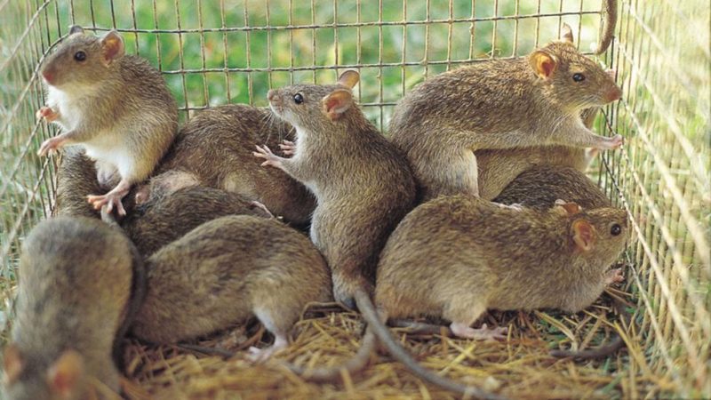 Lassa fever deaths rise to 224 as fewer new cases emerge