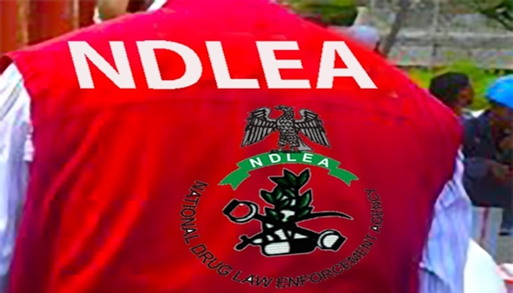 NDLEA and Army seize over 600kg of cannabis, chase suspected drug lord