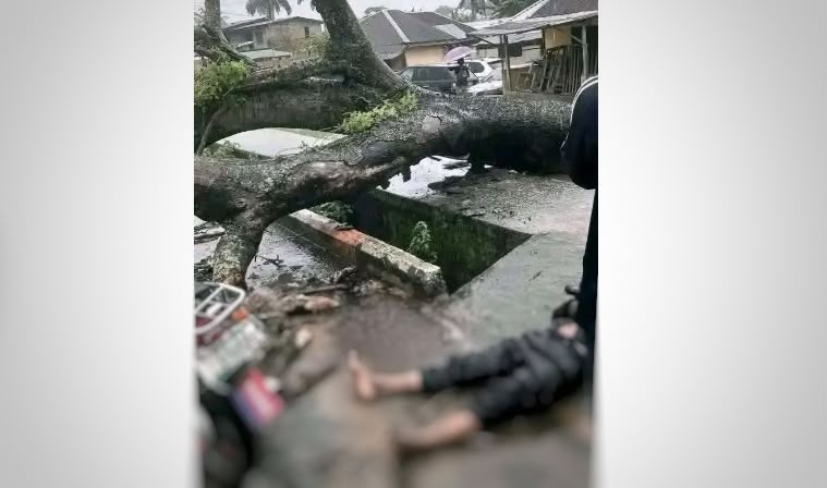 Falling tree kills motorcyclist in Uyo, sparking worries about tree management