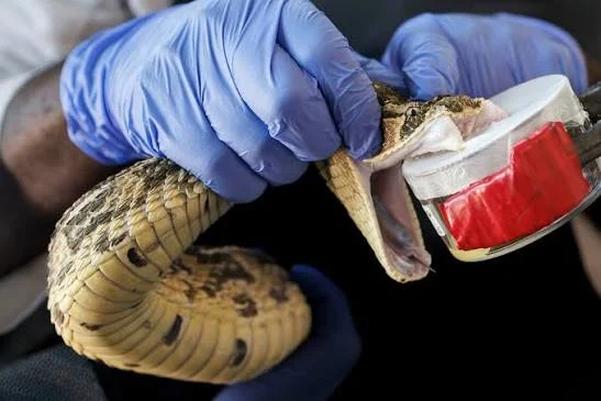 Pastor dies from snakebite in Plateau community