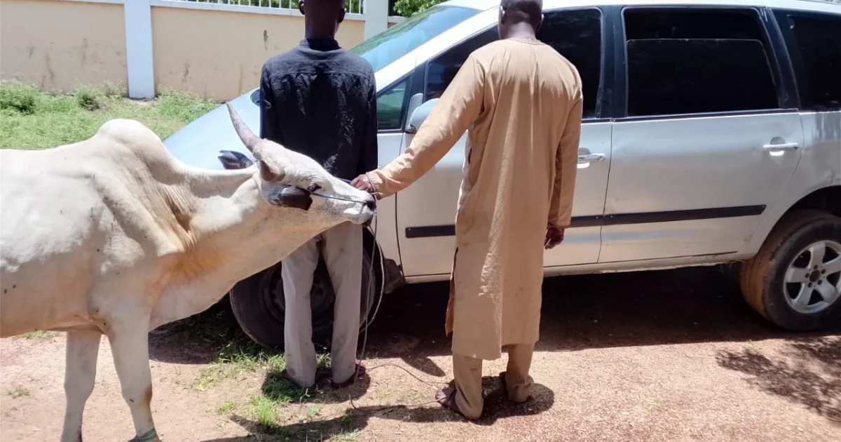 Kano NSCDC nabs two suspected cattle thieves