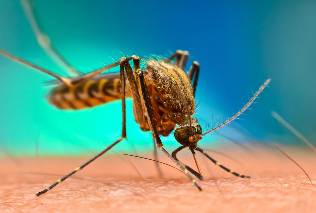 Malaria Claims Life of Airport Worker in Uncommon Outbreak