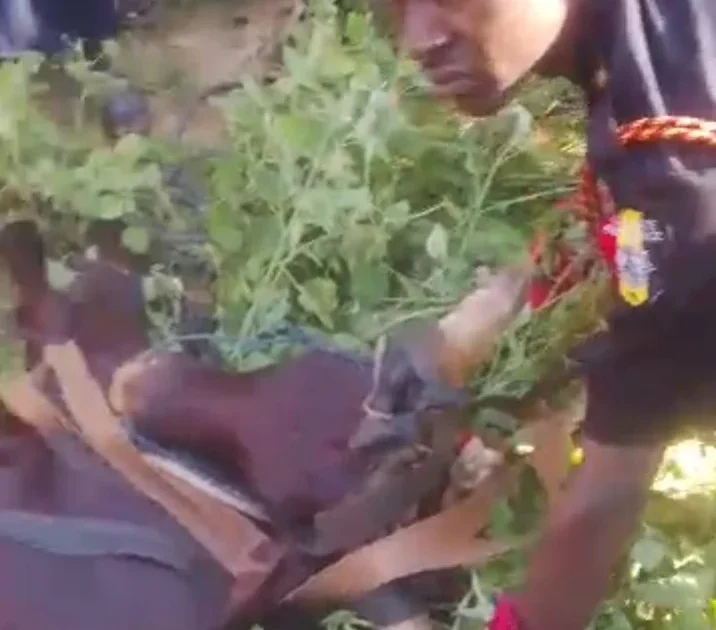 Man and Cow Rescued from Well in Kano