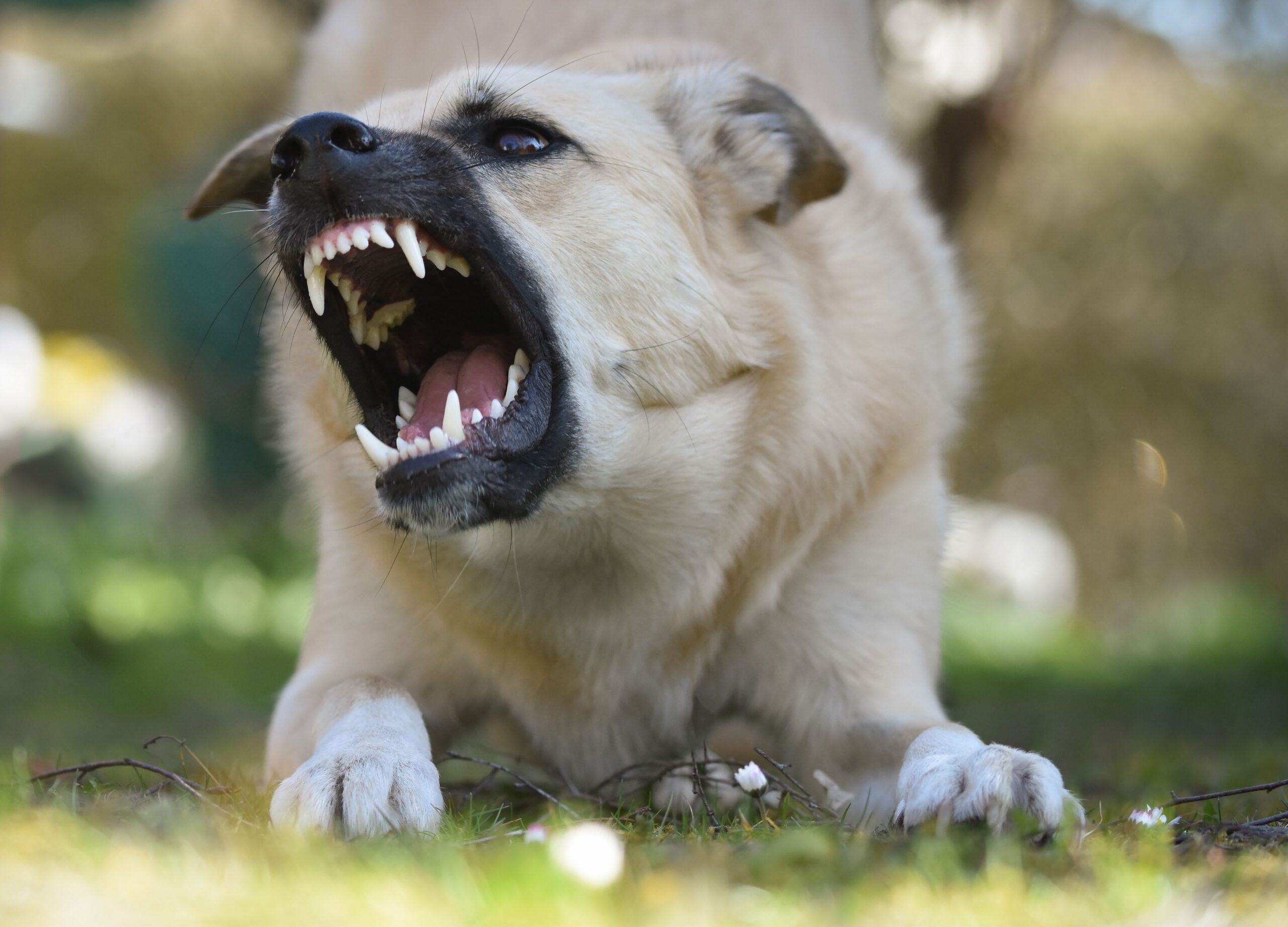Telecom Technician Hospitalized After Dog Attack in Benin City