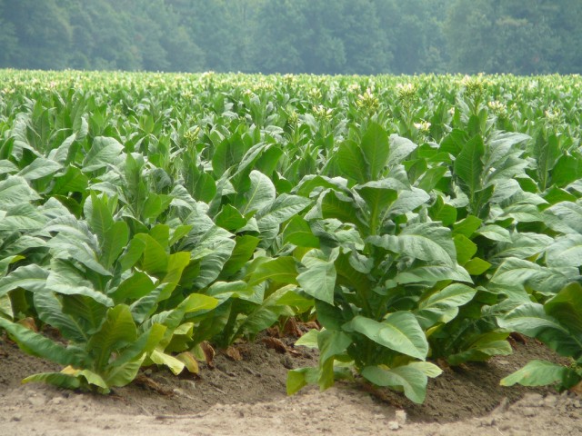 Tobacco Farming in Africa Poses Health Risks to Workers