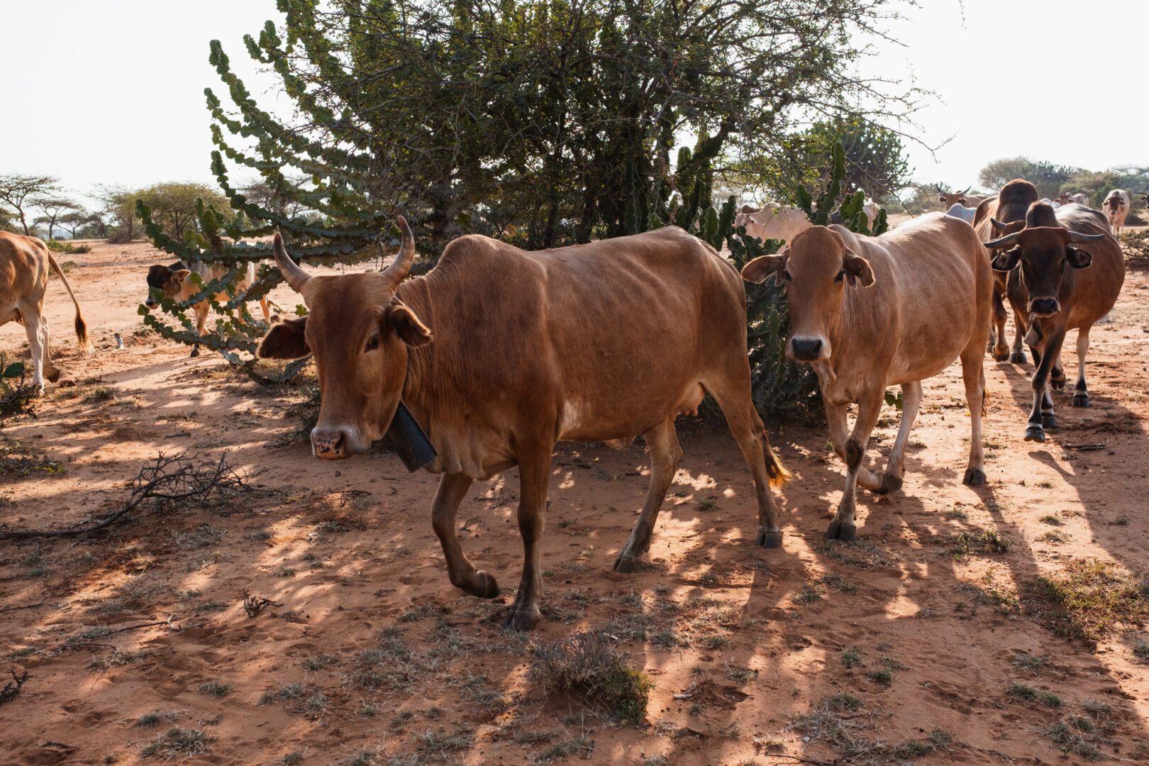 Gunmen Kill Herders and Cattle in Plateau State