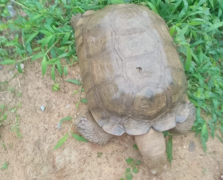 Alaafin's palace mourns beloved tortoise