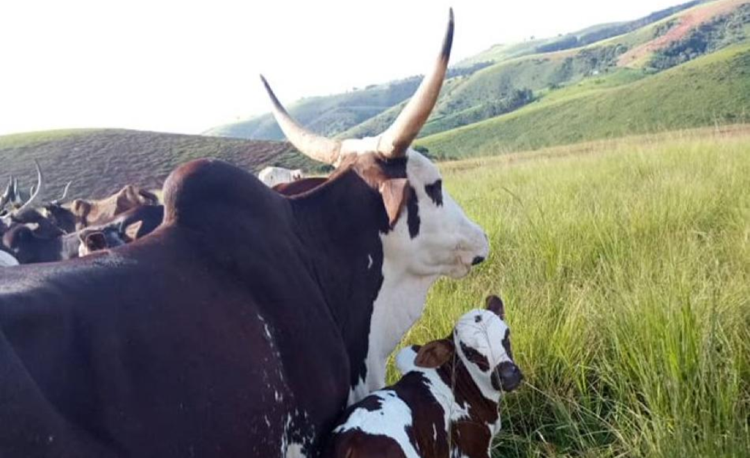 Groups Demand Transparency on JBS $2.5bn Deal in Nigeria, Cite Livestock Risks