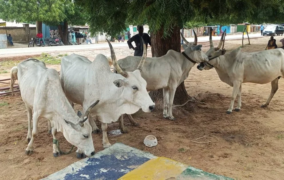Police Arrest Seven Cattle Rustlers in Jigawa State