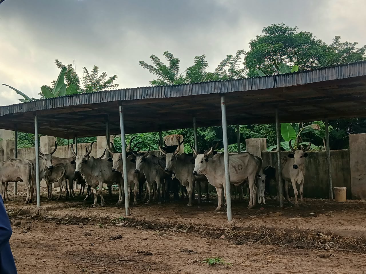 Oyo State seizes 20 cows for open grazing and crop damage