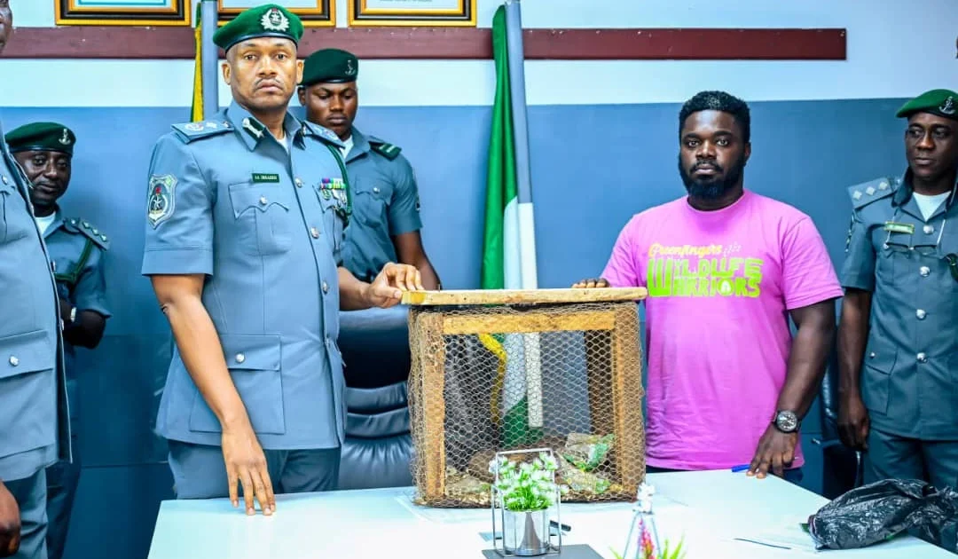 Customs Catch Three Live Pangolins in Ogun State