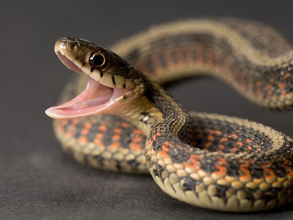Nigeria's Snake Population in Danger, Expert Warns