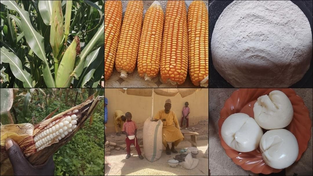 How TELA Maize is Making its Way into Nigerian Homes